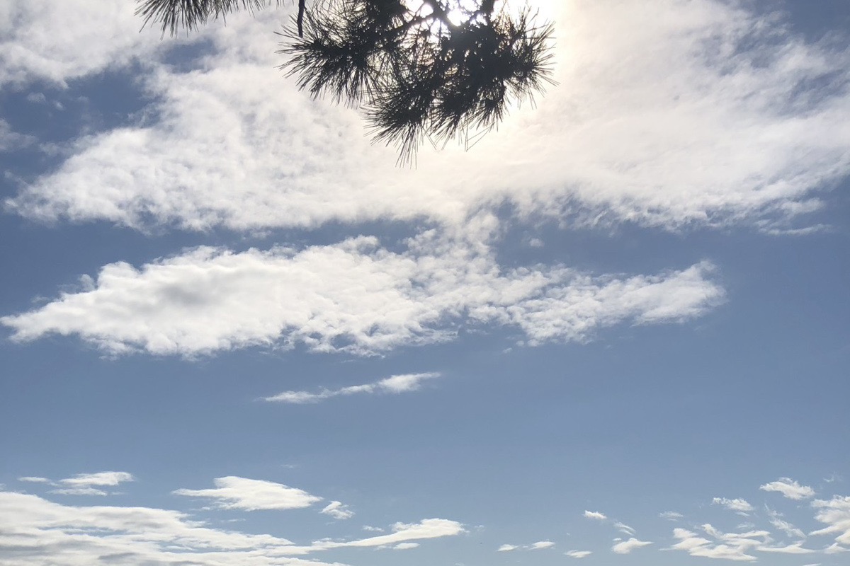 松の枝ごしに差す光と、雲の流れる空