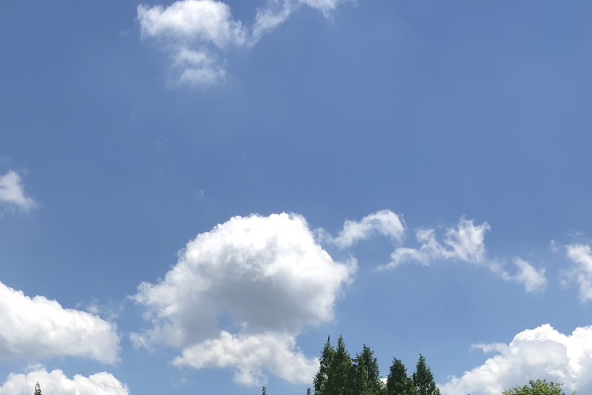 夏の青空に浮かぶ白い雲と、木々のてっぺん