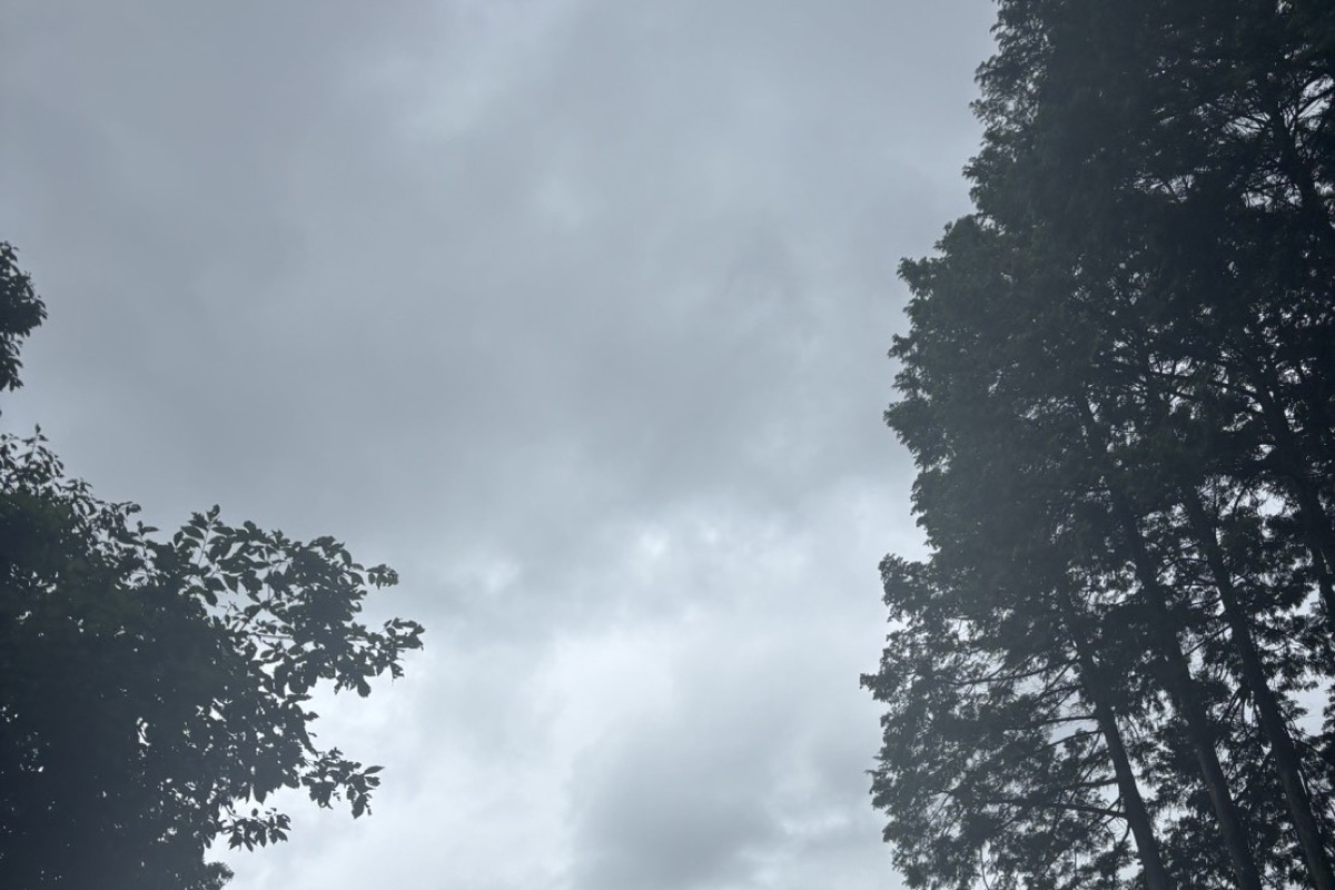 木々の間から見上げた、雲の広がる空
