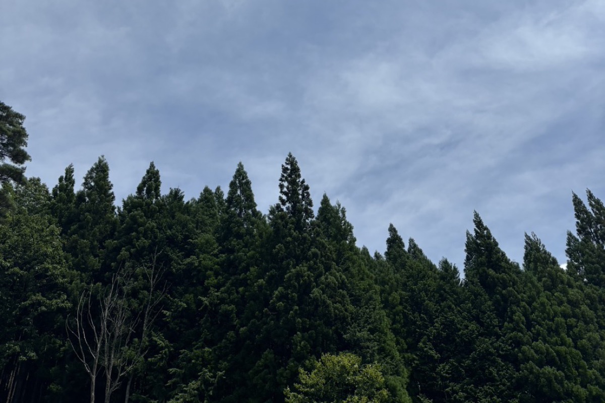 杉の木立の上に広がる、雲のかかった空